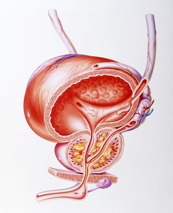 L'effet des capsules de Prostaline sur la prostate. 