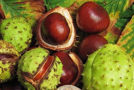 Des fruits de châtaignier sont utilisés dans le traitement de la prostatite