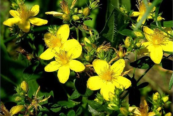 Le millepertuis est une plante médicinale qui aide à lutter contre la prostatite.